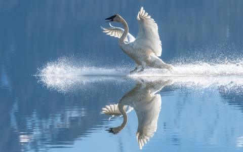 پرندگان آب قوها بازتاب بالها آب چلپ چلوپ عکس حیوانات سفید حیوان ، پرنده ، قو ، تصویر زمینه منعکس شده 1