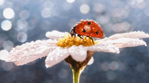 Camomiles Ladybugs Closeup قطره عکس حیوانات  حیوانات ، ماتریكاریا ، لیدی برد ، بانوی سوسک ، تصویر زمینه Coccinellidae 1