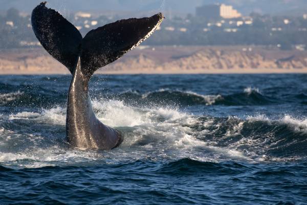 عکس حیوانات دم موج های نهنگ  تصویر زمینه حیوانات 1