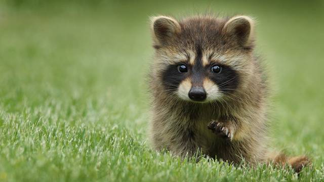 عکس حیوانات پنجه ناز پنجه ناز Raccoons Grass  حیوان ، خیره ، دوست داشتنی ، شیرین ، زیبا ، تاری تصویر زمینه تصویر زمینه 1
