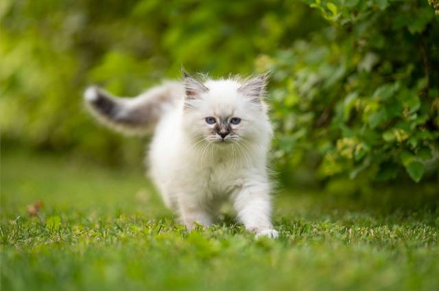 عکس گربه ها بیرمن سفید بچه گربه های حیوانات علفی  تصویر زمینه حیوانات ، گربه ها ، گربه های گربه ای 1
