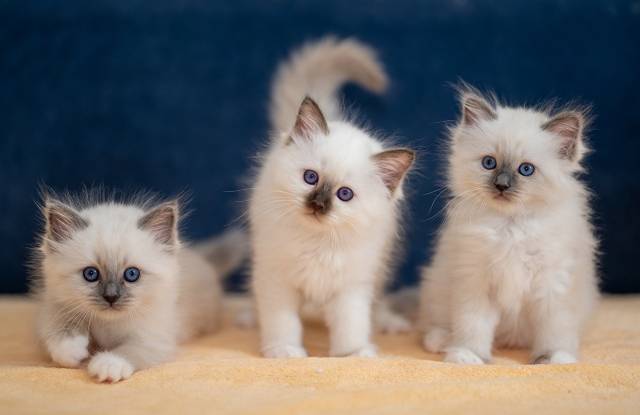 گربه ها Birman White Kittenens سه 3 حیوان عکس  تصویر زمینه حیوانات ، گربه ها ، گربه های گربه ای 1