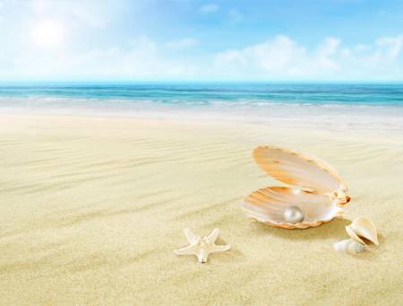 عکس مروارید صدف ساحلی شن و ماسه بوکه طبیعت  سواحل ، تصویر زمینه پس زمینه تار 1