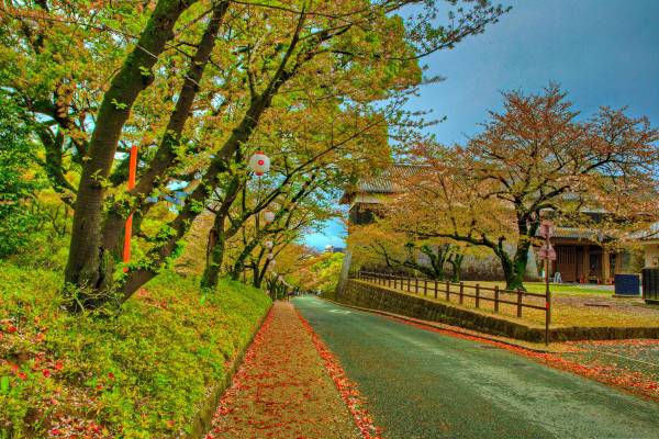 جاده های قلعه پاییزی ژاپن قلعه کوماموتو HDR درختان شاخ و برگ عکس طبیعت  قلعه ، HDRI ، تصویر زمینه برگ 1
