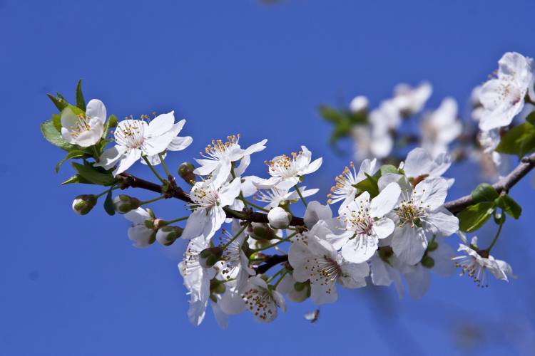 درختان گلدار شاخه های بهار Prunus عکس طبیعت  تصویر زمینه 1