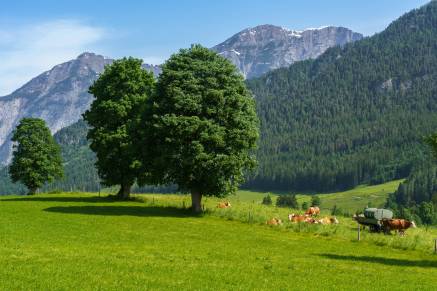 اتریش کوهستان جنگل گاو علفزار Saalfelden am Steinernen Meer Trees Grass عکس طبیعت  کوه ، جنگل ، علفزار ، تصویر زمینه تصویر گاوها 1