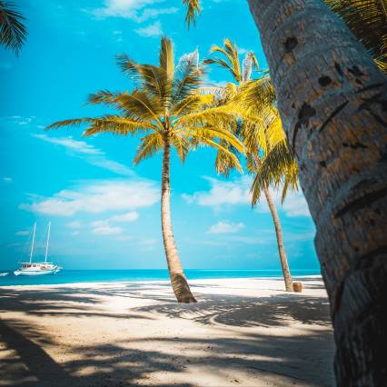 Tropics Sea Beach Palms درخت تنه عکس طبیعت  درختان خرما ، تصویر زمینه سواحل 1