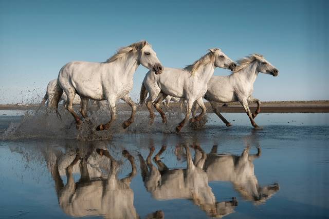 Horses Run Three 3 Water Splash Water White White عکس  حیوان ، اسب ، تصویر زمینه در حال اجرا 1