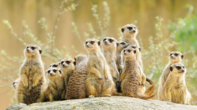 Meerkat بسیاری از حیوانات عکس  حیوانات ، تصویر زمینه تصویری 1
