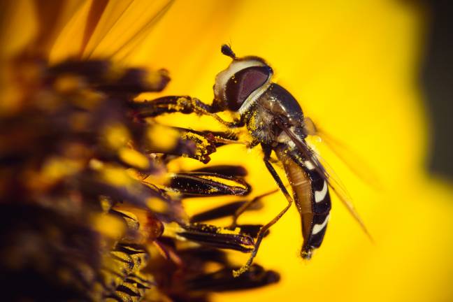 حشرات ماکرو Closeup عکس حیوانات مگس  حیوانات ، تصویر زمینه ماکرو تصویر زمینه 1