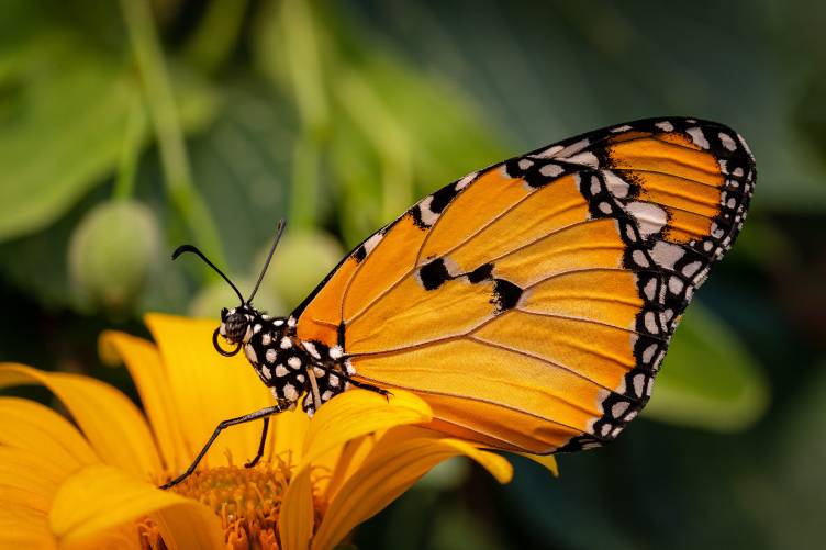 عکس پروانه ها Danaus chrysippus ، عکس حیوانات ببر ساده  حیوانات ، تصویر زمینه پروانه 1