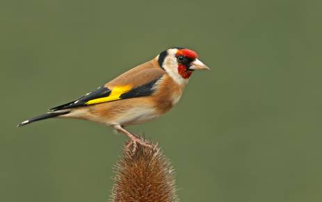 عکس پرندگان Closeup Goldfinch Animals  حیوان ، تصویر زمینه پرنده 1