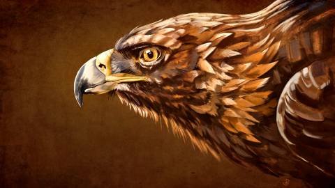عکس حیوانات منقار هنر نقاشی عقاب ها  حیوان ، تصویر زمینه عقاب 1