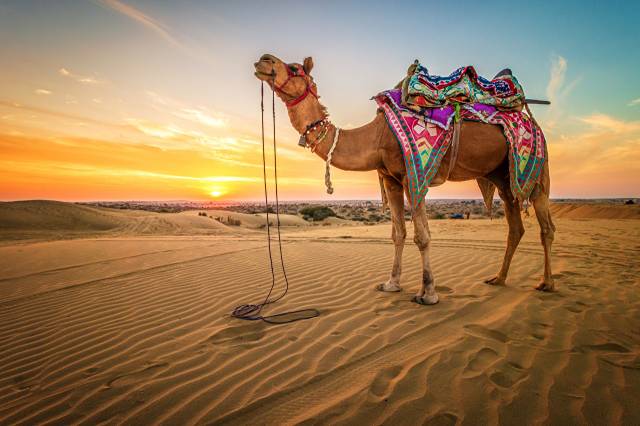 طلوع و غروب خورشید شتر صحرا عکس حیوانات شنی  تصویر زمینه حیوانات ، طلوع و غروب خورشید 1