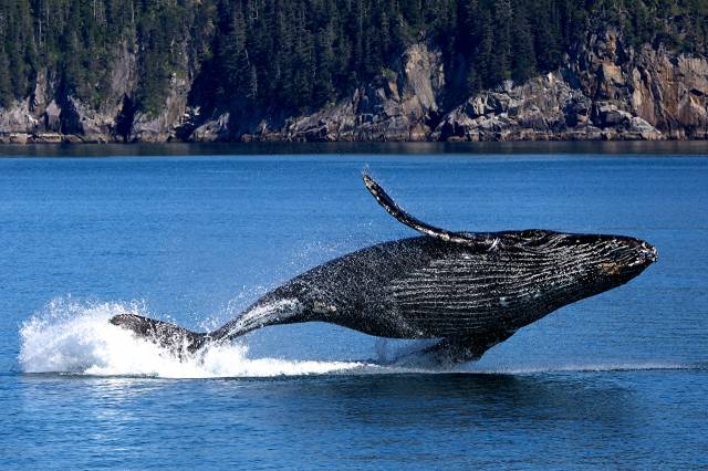 Whale USA Alaska Parks Whale Humpback، Kenai Fjords National Park Crag Water splash jump Jump Animals عکس حیوانات  حیوانات ، پارک ، کلیف ، تصویر زمینه سنگ 1