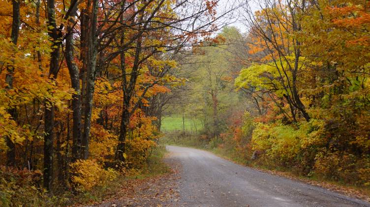 جاده های پاییز جنگل های ایالات متحده آمریکا شهرستان نلسون ، درختان ویرجینیا عکس طبیعت  تصویر زمینه جنگل 1