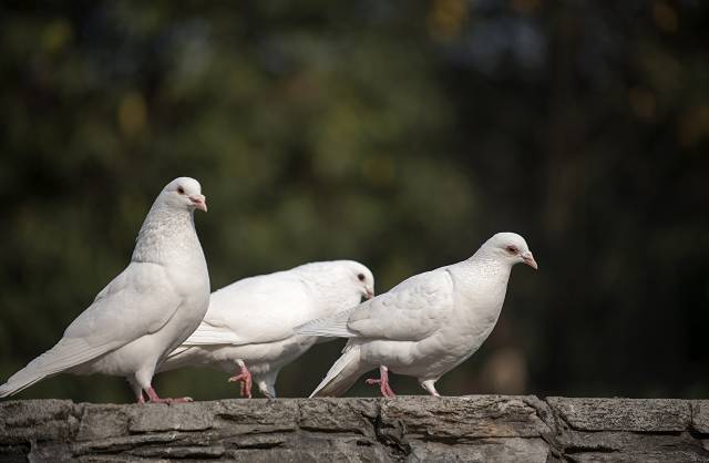 عکس کبوتران پرندگان سه 3 حیوان سفید  تصویر زمینه حیوانات ، پرندگان ، کبوترها 1