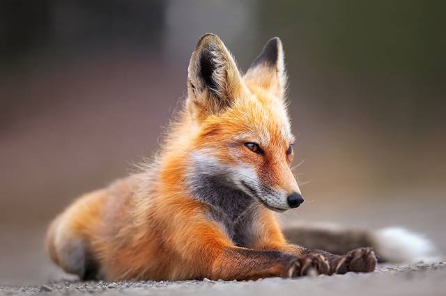 عکس حیوانات نگاهی Foxes Paws  حیوان ، خیره تصویر تصویر 1
