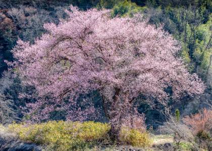 درختان گل بهار عکس طبیعت ساکورا  تصویر زمینه شکوفه های گیلاس 1