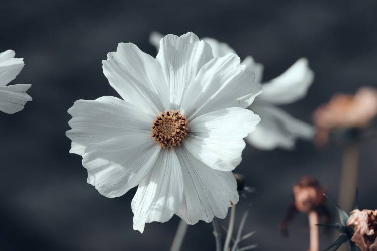 عکس Closeup Cosmos گیاه بوکه سفید گلها  گل ، تصویر زمینه پس زمینه تار 1