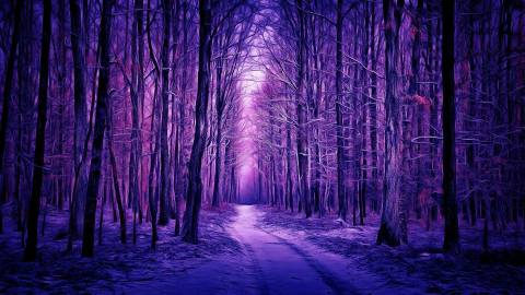 جنگل زمستانی بنفش 1