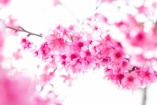 کلوزپای درختان گلدار شاخه های رنگ صورتی عکس گل ساکورا  گل ، تصویر زمینه شکوفه های گیلاس 1