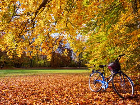 شاخه های دوچرخه شاخ و برگ پاییزی عکس طبیعت  تصویر زمینه برگ ، دوچرخه ، دوچرخه 1