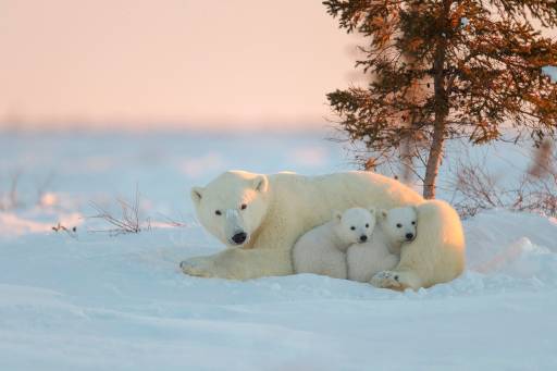 تصویر زمینه خرس قطبی با خرس های کودک 1