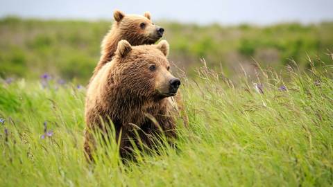 تصویر زمینه وال خرس و خرس 4k Ultra HD 1