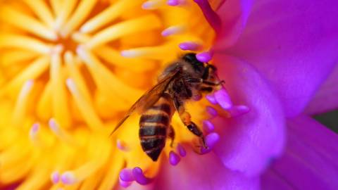 تصویر زمینه زنبور عسل ، 4k ، تصویر زمینه HD ، گل ، قرمز ، حشرات ، طبیعت # 10357  تصاویر پس زمینه HD نباید فقط یک عکس باشد ،   باید یک فلسفه باشد. 1