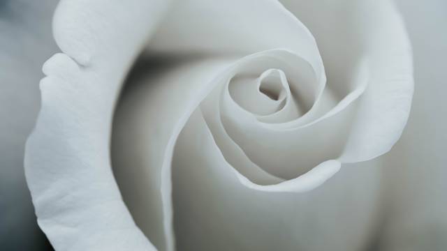 عکس گل رز سفید 1