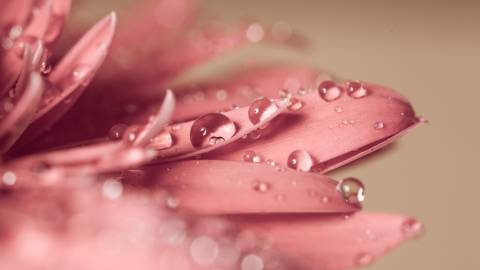 عکس گل صورتی و قطره های آب 1