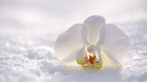 عکس گل ارکیده سفید زیبا 1