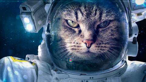 عکس گربه فضایی 1