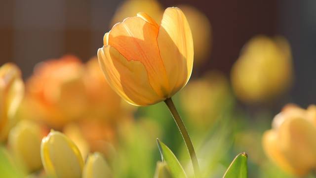 عکس گل تولیپس زرد 1
