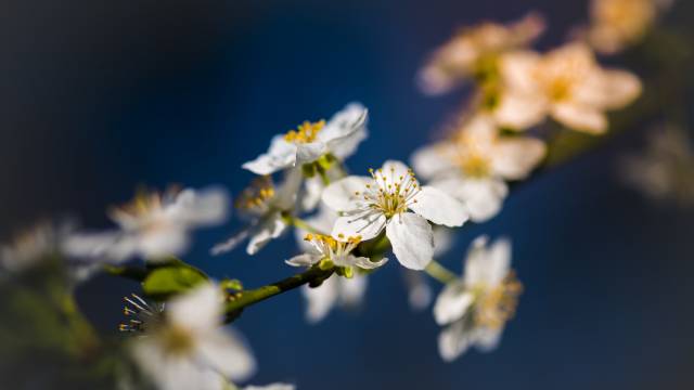 عکس شکوفه های بهاری 1