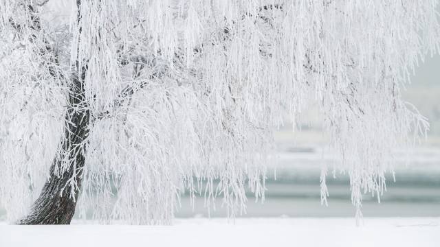 عکس درخت پوشیده از برف 1
