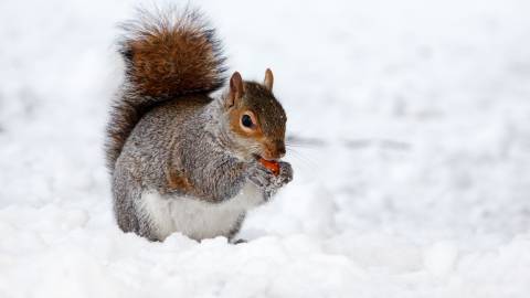 عکس سنجاب در برف 1