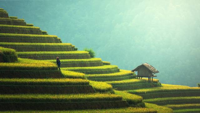 عکس مزرعه های شرق آسیا 1