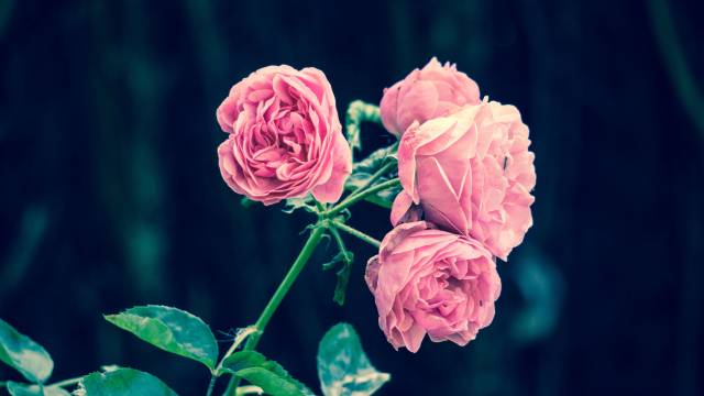 عکس شاخه گل های رز 1