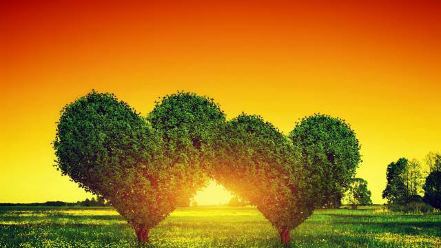 عکس دو درخت با برگ های قلبی 1