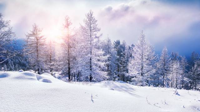عکس زیبای جنگل برفی در زمستان 1