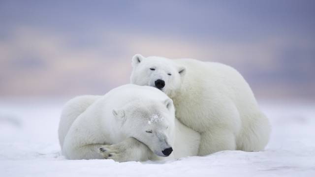 عکس خرس های قطبی سفید 1