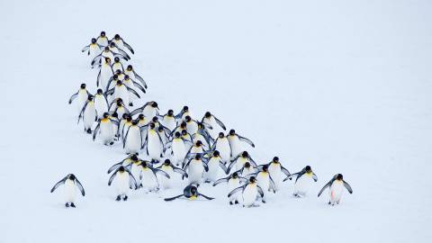 عکس پنگوئن ها در برف 1