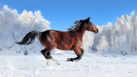 عکس اسب قهوه ای زیبا و با شکوه در حال دویدن در برف  1