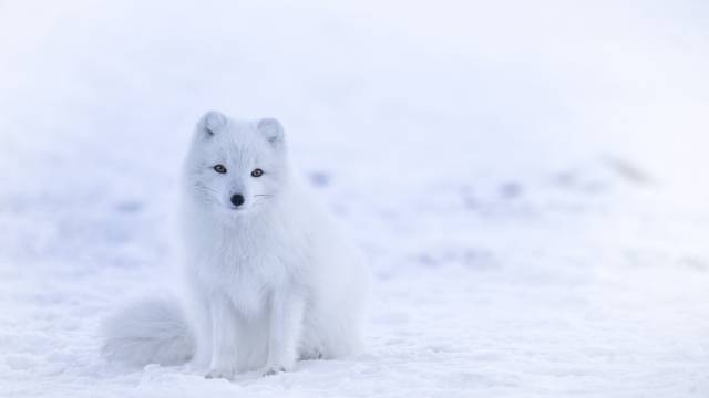 عکس بچه روباه سفید در برف 1