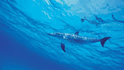 عکس دلفین زیر آب 1