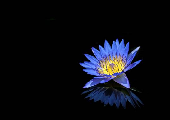عکس گل آبی در زمینه مشکی 1