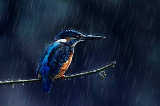 عکس پرنده زیر باران 1