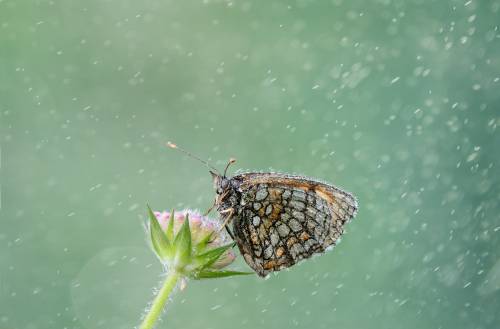 عکس پروانه زیر باران 1